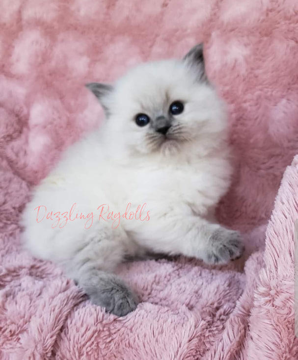 Blue point ragdoll kitten